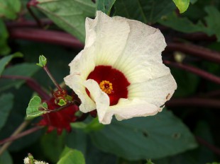 ハイビスカスティーに使われるローゼル種の花